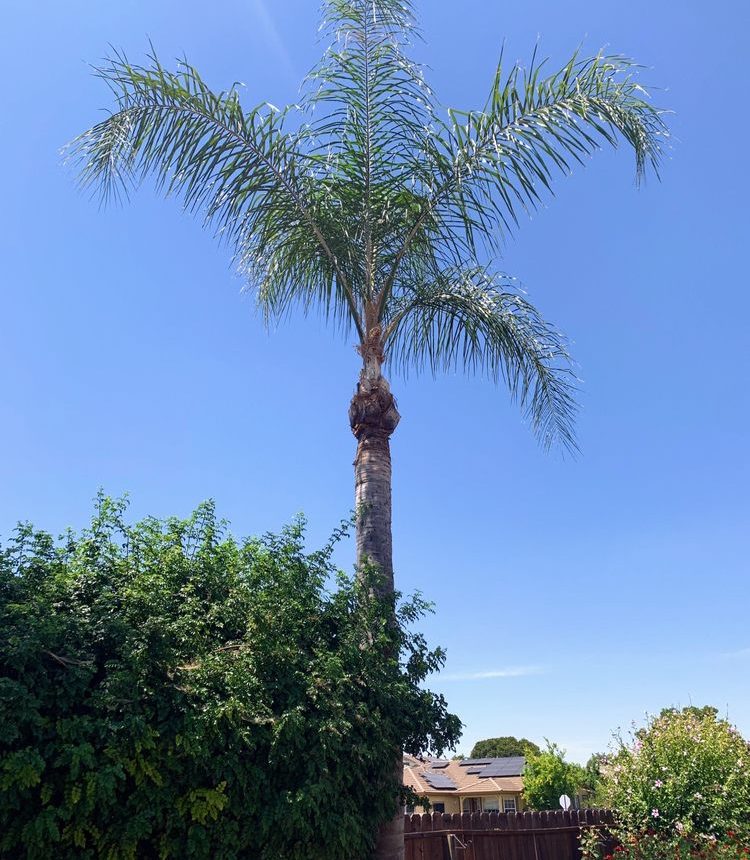 Emergency Tree Removal