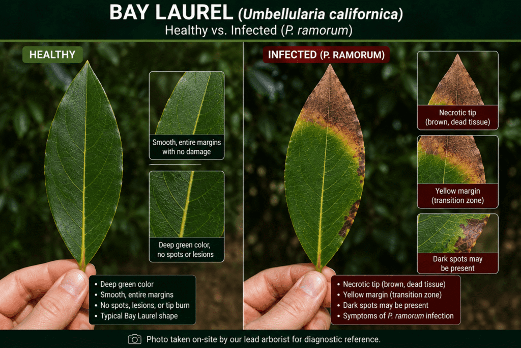Healthy Bay Laurel vs Infected