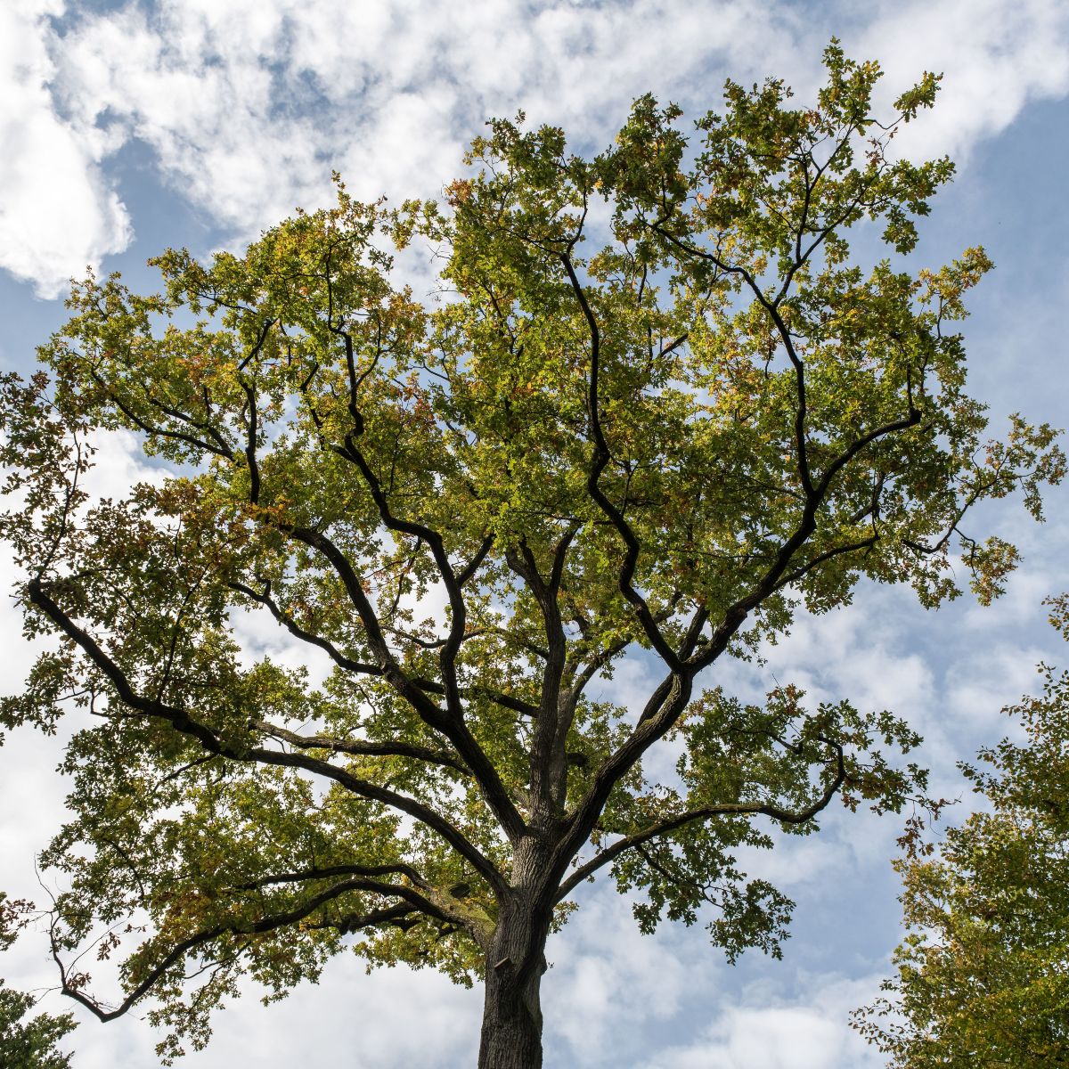 Crown Reduction: A Safer Alternative to Tree Topping