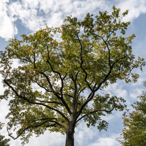 Crown Reduction: A Safer Alternative to Tree Topping