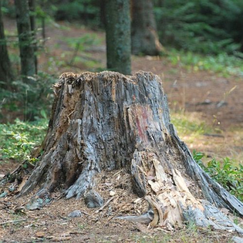 nature-2364598_640
