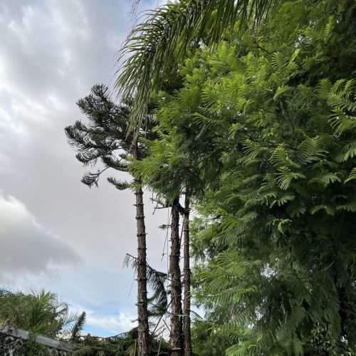 Palm Tree Maintenance
