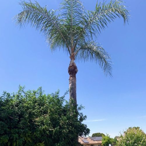 Emergency Tree Removal