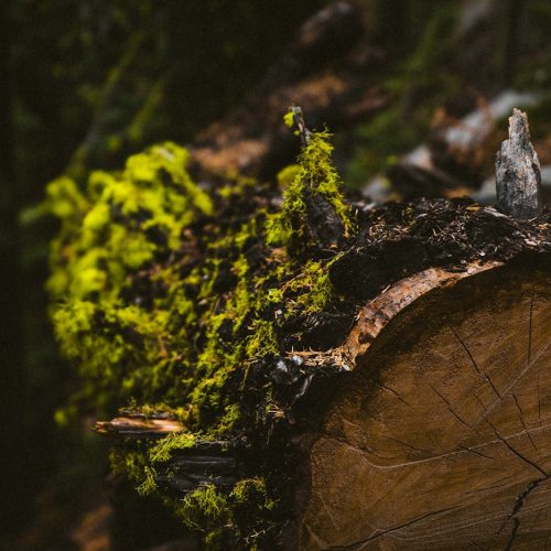 pexels-nicole-seidl-28557650