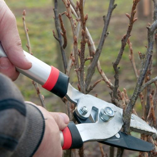 pruning of trees