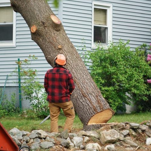 stock-photo-manual-worker-removing-tree-in-residential-area-1107229943-1280w
