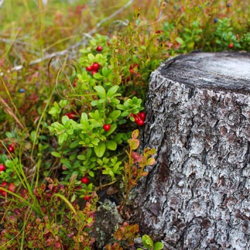 stump-1648566_640