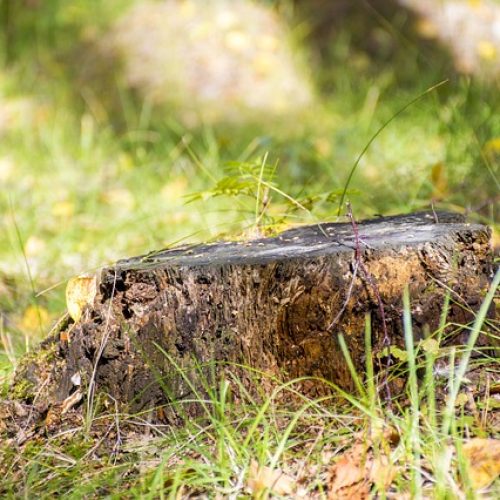 stump-944138_640