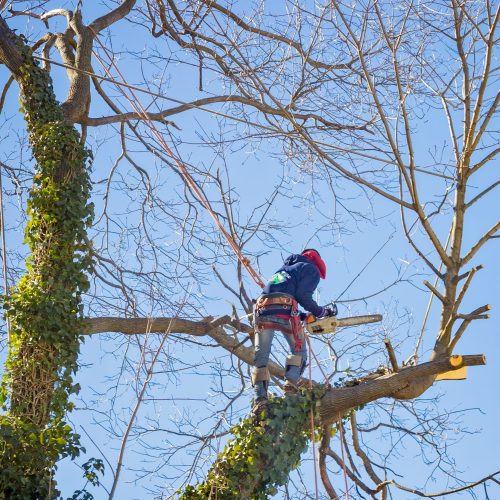 tree-service-worker-arborist-pruning-large-branche-2022-03-08-05-19-28-utc