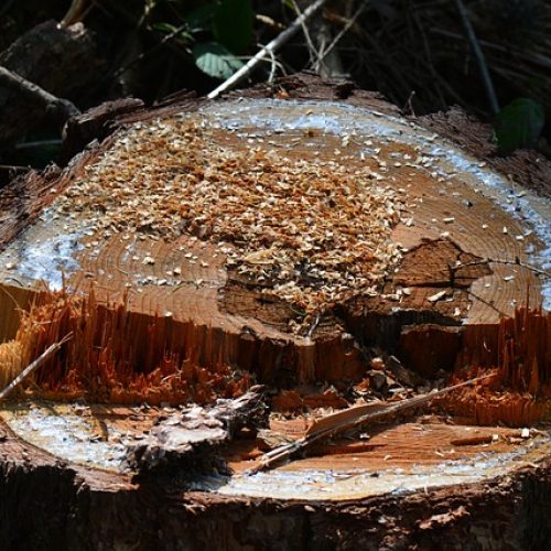 tree-stump-1421428_640