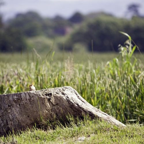 tree-stump-901627_640