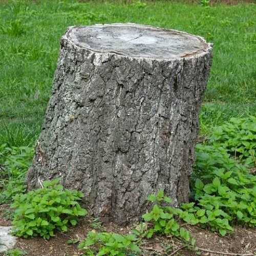 tree-trunk-2758436_640