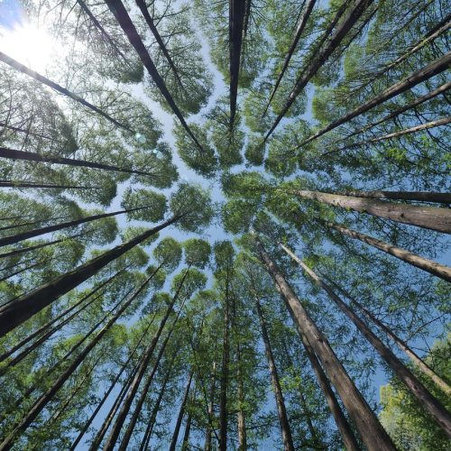 trees-4450514_1280
