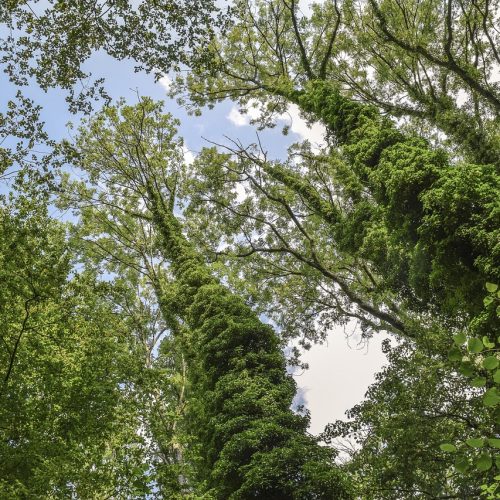 trees-4473490_1280